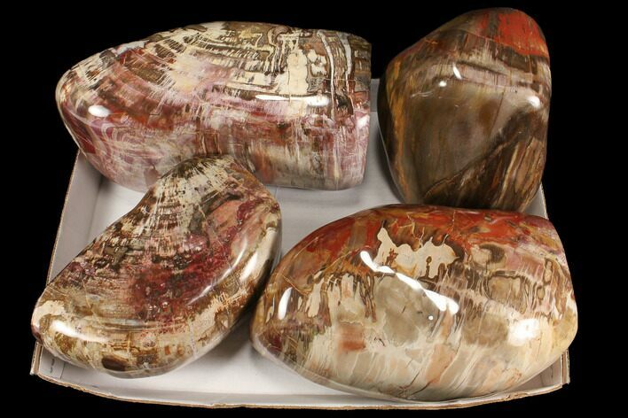 Lot: + Lbs Free-Standing, Polished Petrified Wood - Pieces #92430